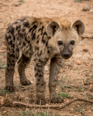 Mfafa Safaris